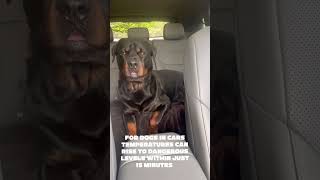 New XPENG G6 | Pet Mode test