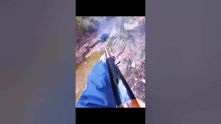 качественный снимок охоты на дикого кабана #wildboar#охота#cinghiale#hunting#jabali#chasse#sanglier