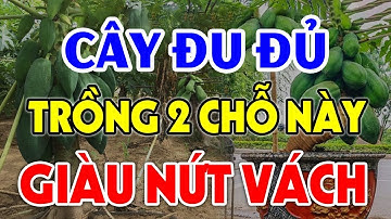 Nên Trồng CÂY ĐU ĐỦ Ở Đâu Để HÚT TÀI LỘC VÀO NHÀ, Tiền Vàng Ùn Ùn Kéo Đến Tiêu 3 Đời Không Hết?