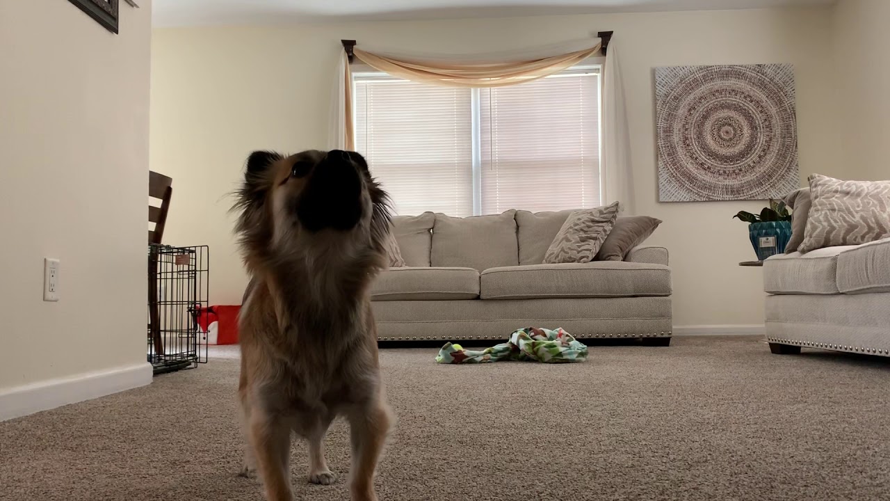 Leaving my dog home alone for 8 mins! YouTube