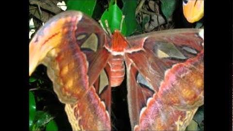 سورة الصف لاجمل الاصوات وباجود تسجيل للشيخ مشاري بن راشد العفاسي