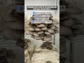 Combien de kilos de champignons par kilo de matière ? #shorts