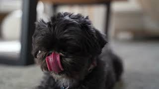 Irresistibly Adorable: CloseUp of a Stunning Black Maltese Dog in a Cozy Living Room 4K