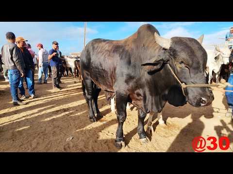 FEIRA DO GADO EM CAPOEIRAS-PE 27-03-2026 #nordeste