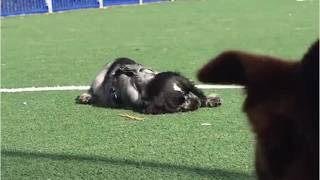 Too happy and he falls asleep: Gösta the Cocker Spaniel Goes Viral Update