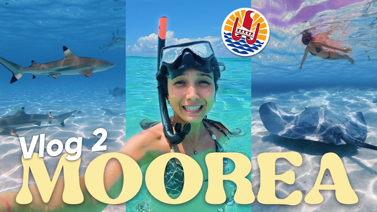 1 week-end avec moi à MOOREA ! - VLOG 2 (des requins, des raies et une tortue)