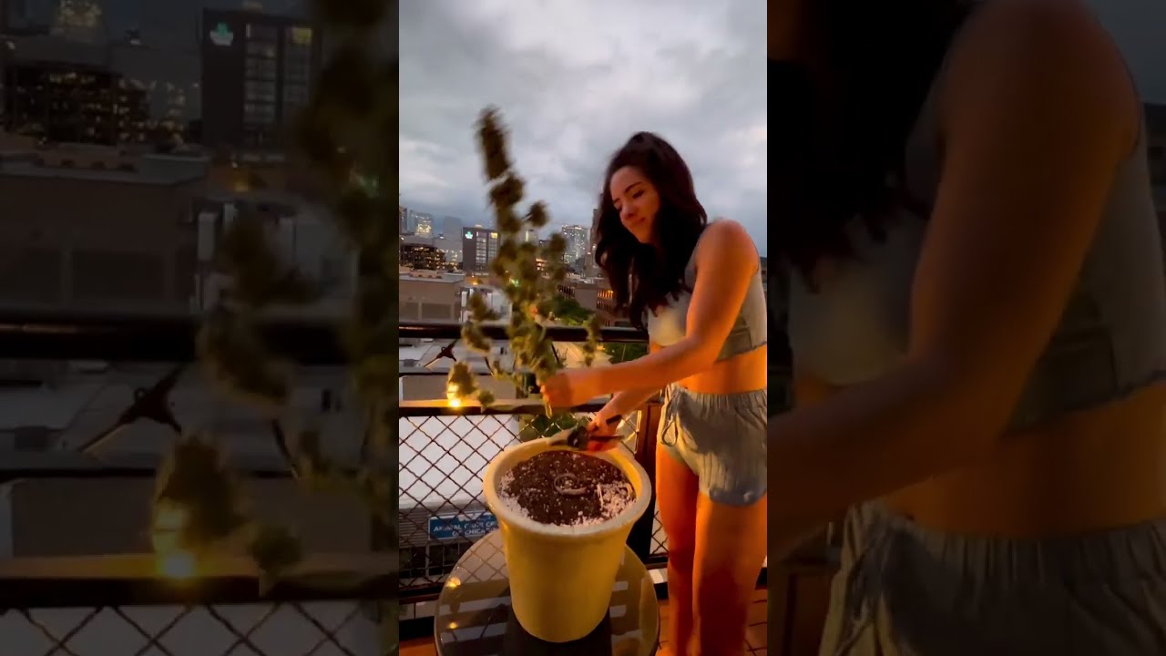 HARVESTING WEED ON CONDO BALCONY