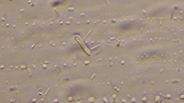Detail In Bacteria With Olympus BH-2 Light Microscope