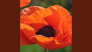 Daj Mi Znak Special Version From Suno