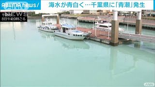 海面が青白く変色・・・千葉の沿岸部で「青潮」発生(2021年9月8日)