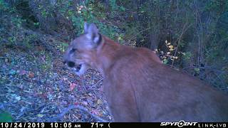 3 mountain lions in Black Star Canyon