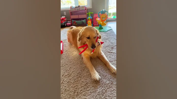 Video 11882591: cats dogs funny animals, kitten