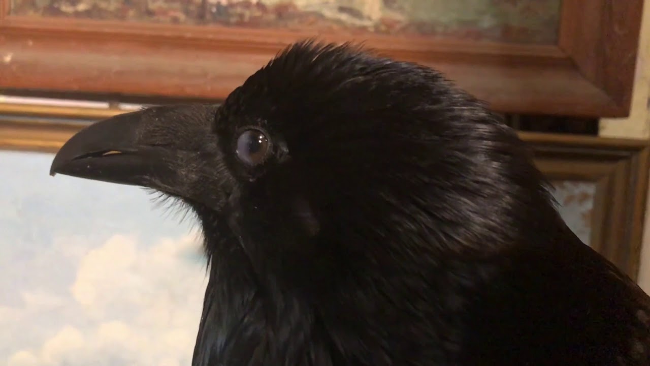 peter caine dog trainer youtube Do I still Have Sam the Raven ?