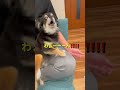 チビのお留守番のレア映像を見せたら‼️‼️😳#柴犬 #チワワ #shorts