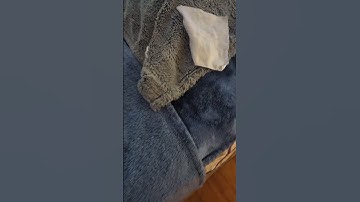 Cats Burrows Under Covers || ViralHog