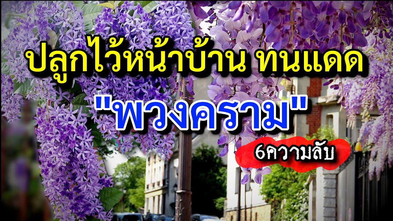 ไม้มงคล พวงคราม ไม้เลื้อยทนแดด ทำซุ้มหน้าบ้านสวยๆ ออกดอกตลอดปี  เงินทองคล่องตัว ฟอกอากาศ ปรับฮวงจุ้ย