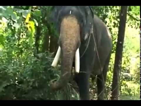 gopanpally pincode VAIKOM CHANDRASEKHARAN/ STAR ELEPHANT