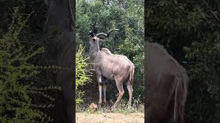 “Majestic Greater Kudu Busy Enjoying Its Meal in the Wild 🦌🌿” #wildlife #amazingnature #animalplanet