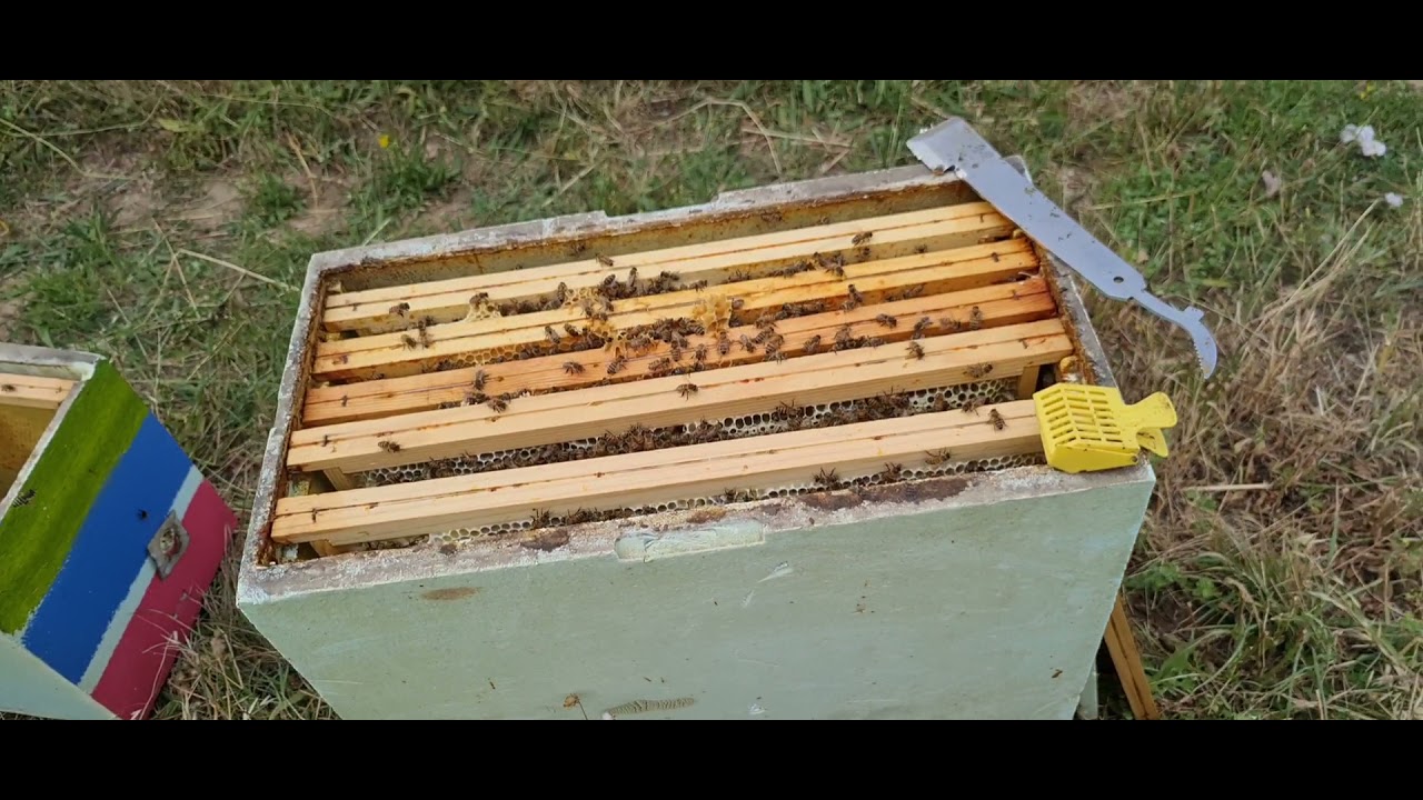 Fac roi din roi facuti anul acesta