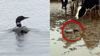 Wisconsin Loons Rescued From Pile Of Cow Poop