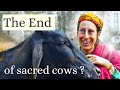 German women protects vrindavan bulls