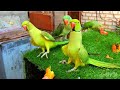 Indian Mithu Tote Ki Awaaz | Green Ringneck Parrot Natural Sounds | Bolne wale Mithu Tote