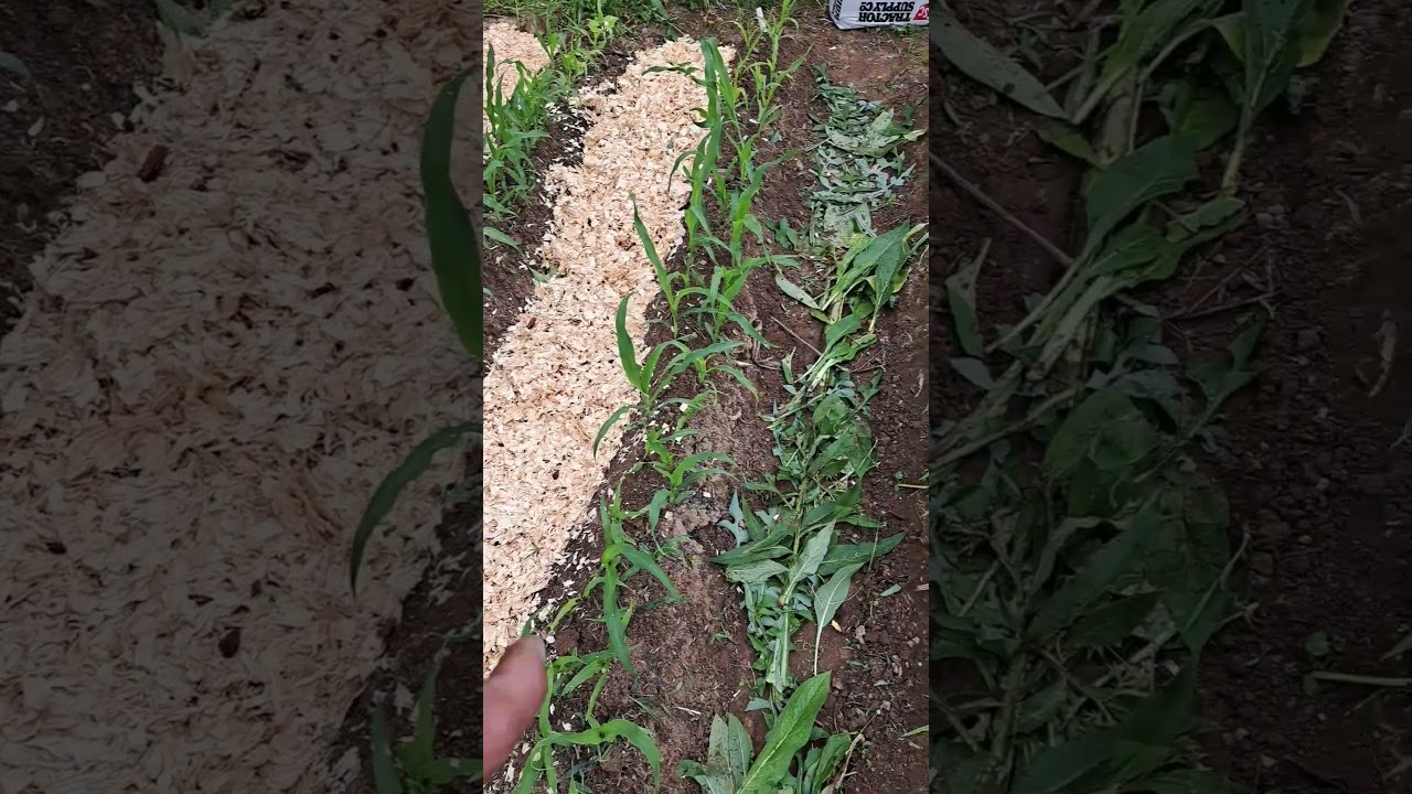 Composting Walkways in the Garden 