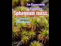Sphagnum Moss ।।  Earth’s Climate's carbon engineer