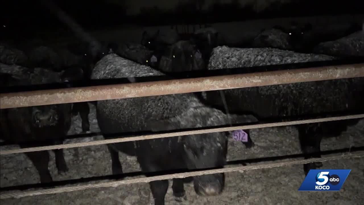 Snowfall and freezing temperatures challenge Pauls Valley ranchers