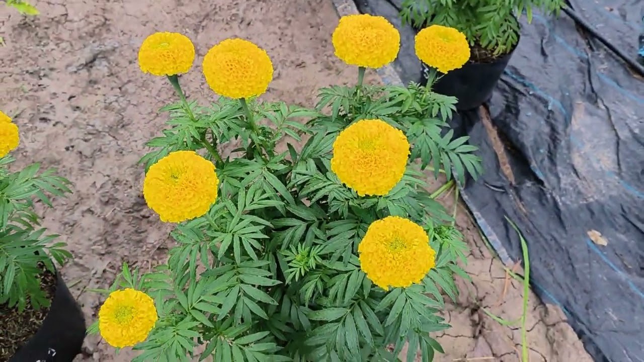 Test hạt giống vạn thọ chuẩn bị vụ Tết 2024 phần 5 - Xem mặt hoa các loại