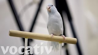 Researchers Develop New Way To Record Birds