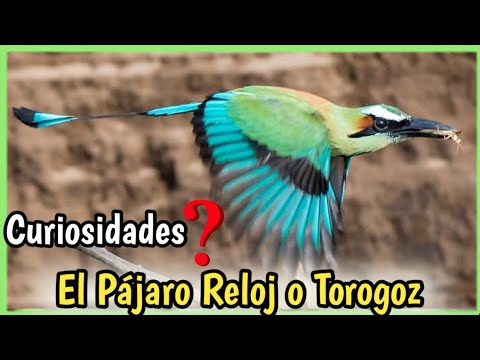 Torogoz el Ave Nacional del Salvador | Canto, características y curiosidades