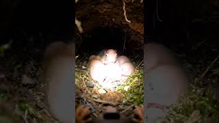 POV: Life of a Ground Squirrel 🐿️ (Micro Camera) #animals #youtubeshorts