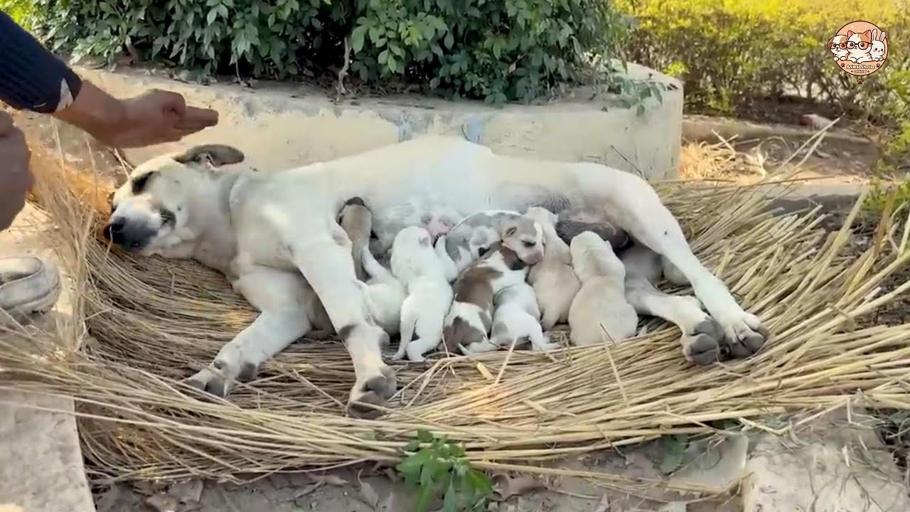 This Mama Dog Did Everything She Could 🤍 to Keep Her Puppies Warm - YouTube