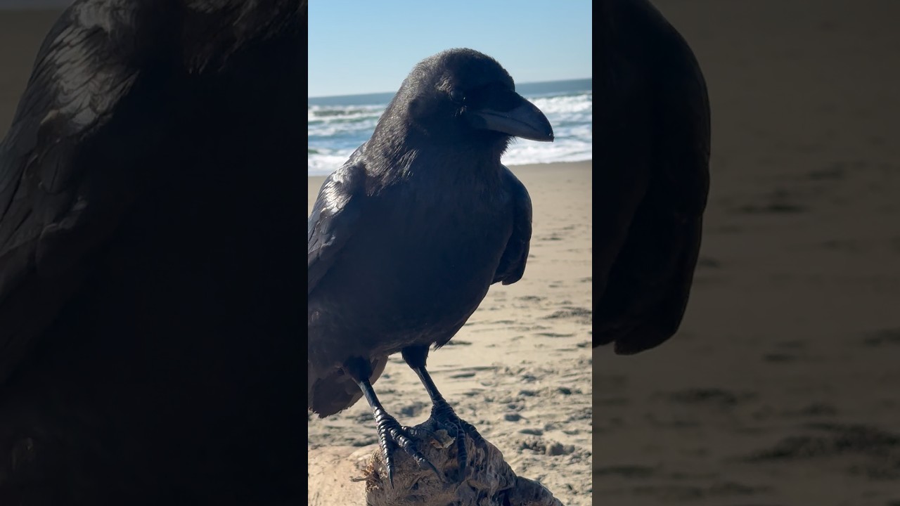 Ravens Ocean Beach San Francisco sunny day