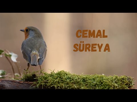Cemal Süreya |