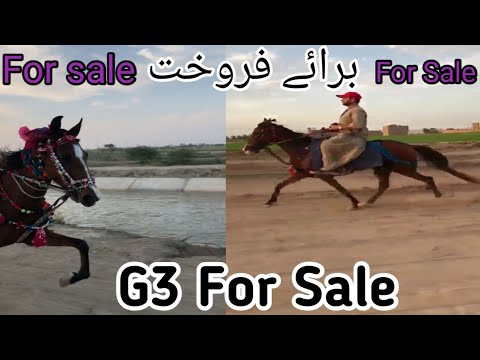 G3 Mare For sale. Location Hyder Abad Sindh. Contact Number Is given Below