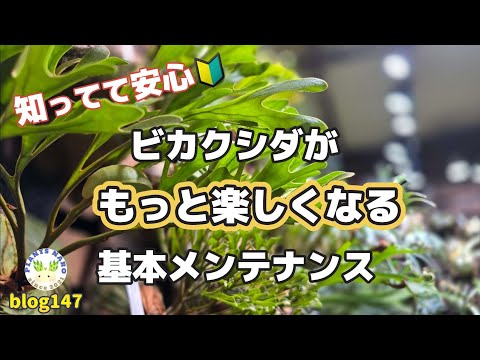🔰こんな時どうする？】ビカクシダのトラブルシューティング🌱 - YouTube