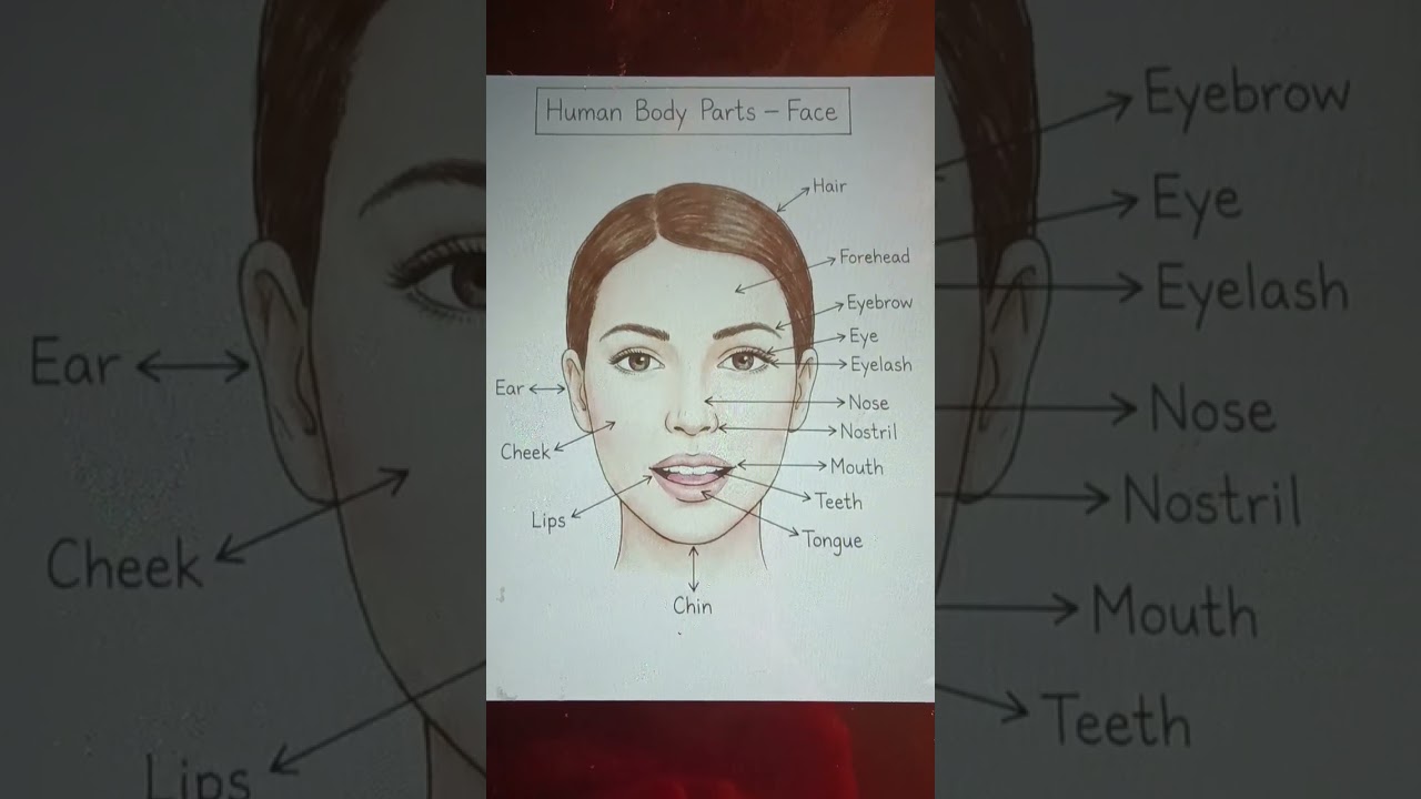 human body parts face