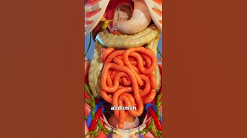 How Long Is Your Digestive System? 🤔