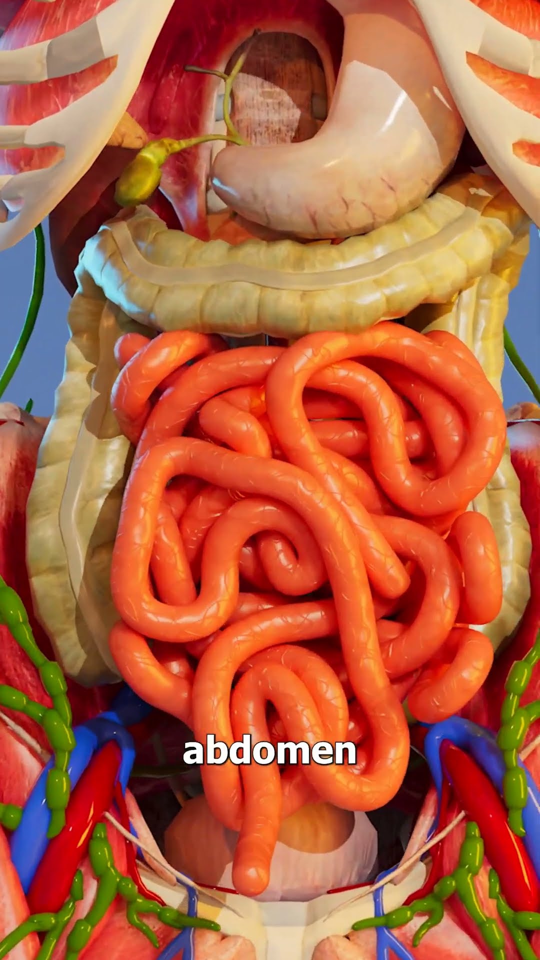 How Long Is Your Digestive System? ?