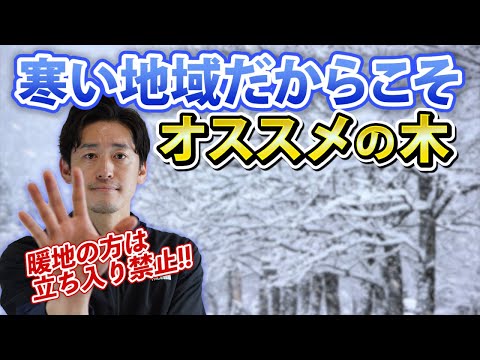 冬こそ室内で森林浴！驚きの効果とおすすめ樹木7選