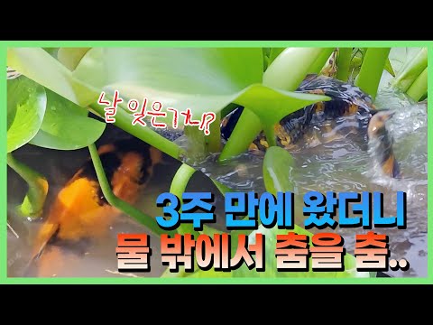 허허.. 미안하다 😮‍💨 논에서 살고 있는 비단잉어의 근황