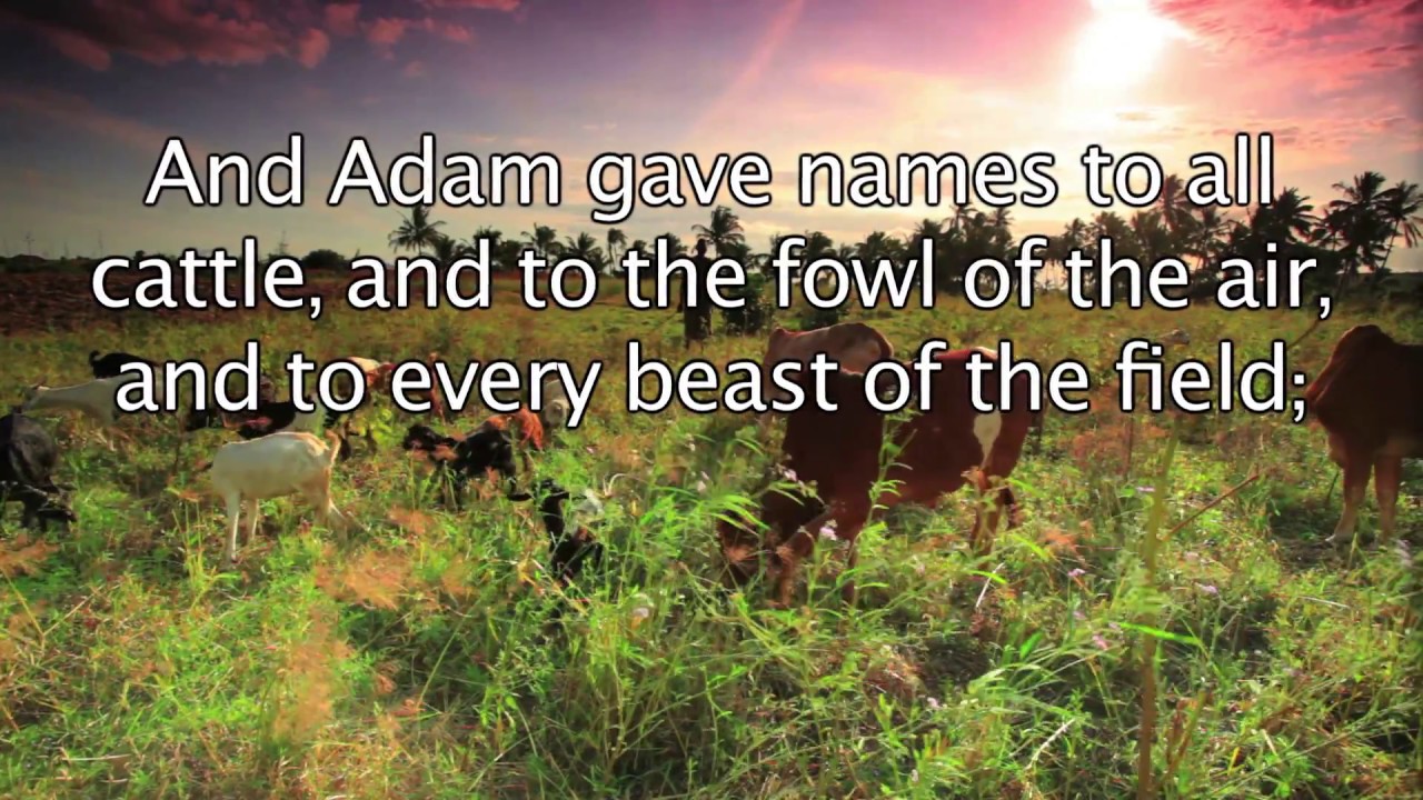 Genesis 2:20 - And Adam gave names to all cattle - Bible Verses for Presentations - YouTube