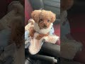 保護犬モナの気持ちがわからない#繁殖引退犬 #トイプードル #poodle