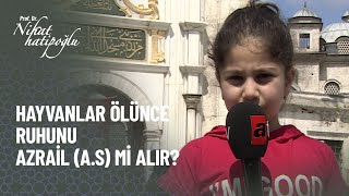 Hayvanların ruhlarını Azrail mi alır? - Nihat Hatipoğlu ile Kur'an ve Sünnet 319. Bölüm