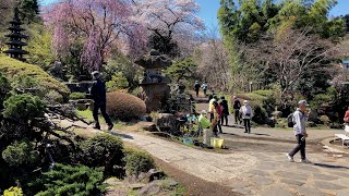 春花繚乱・花見山を訪ねて