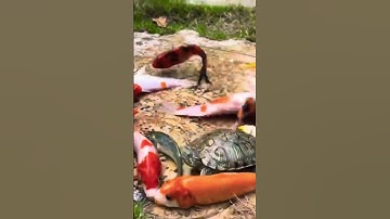 Bắt cá koi cá nước ngọt , rùa , ếch các loại cá nha nha