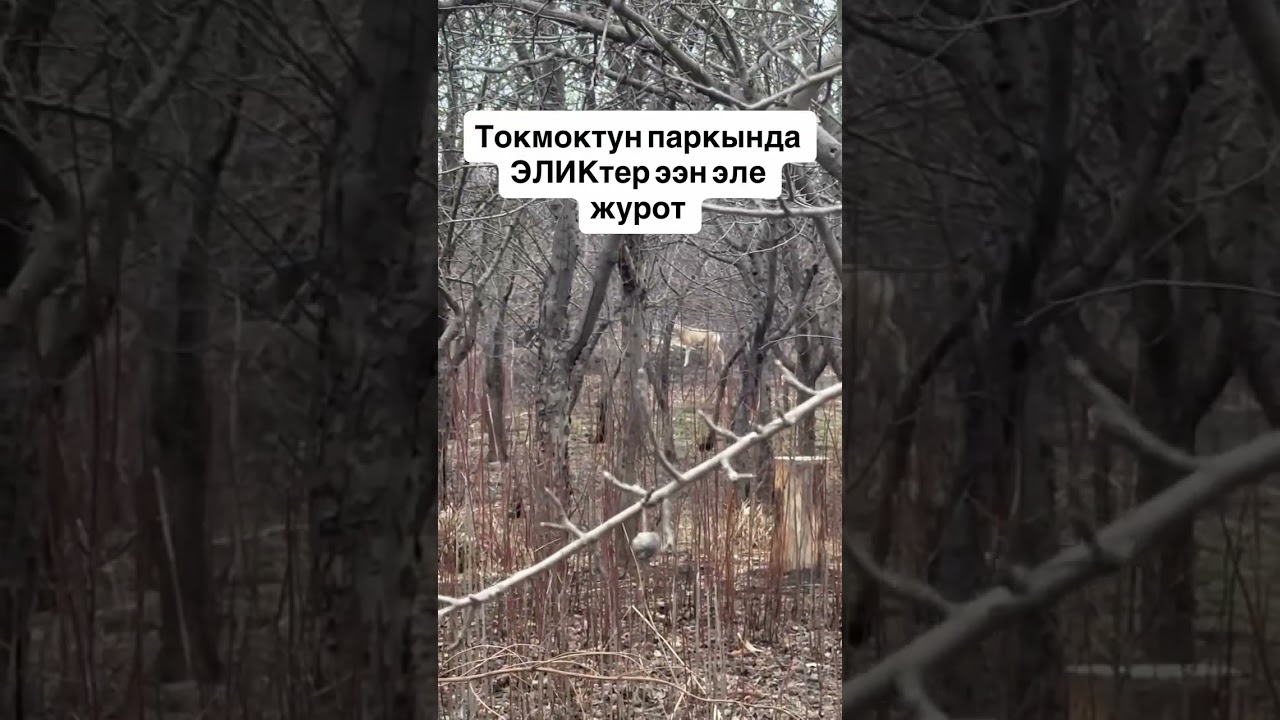 В парковой зоне города Токмок заметили дикую косулю