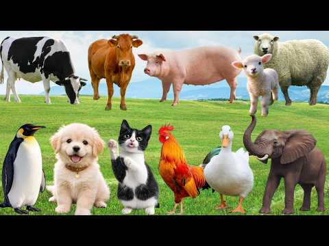 🌿 "Show Diễn Bình Yên" Ngập Tràn Niềm Vui – Chó, Mèo, Heo & Bò Cất Tiếng Ca Dễ Thương | Animals 🐶🐱🐷🐄
